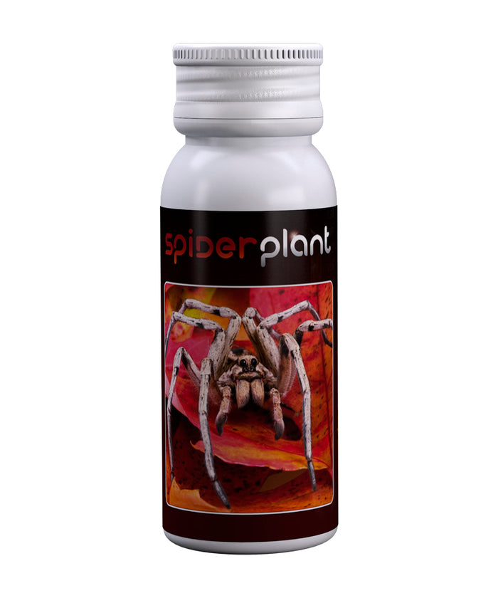 Spider Plant 15ml