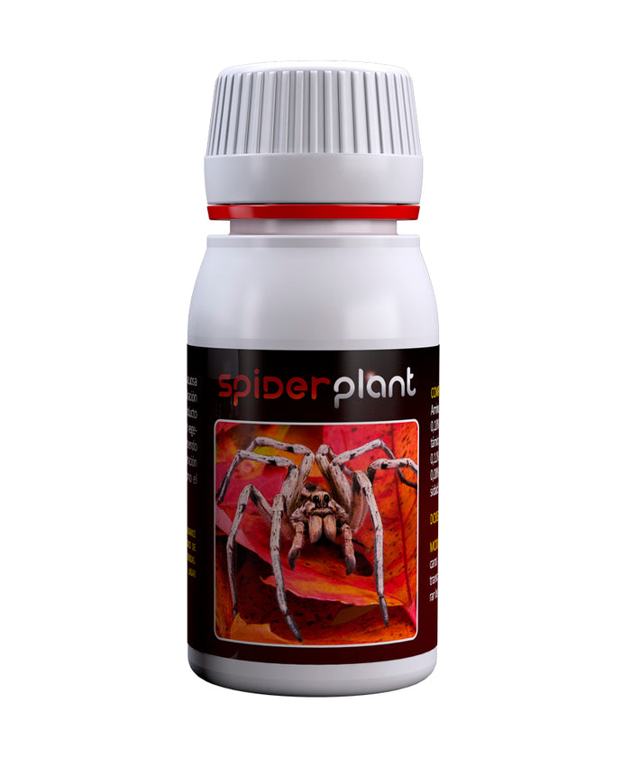 Spider Plant 60ml
