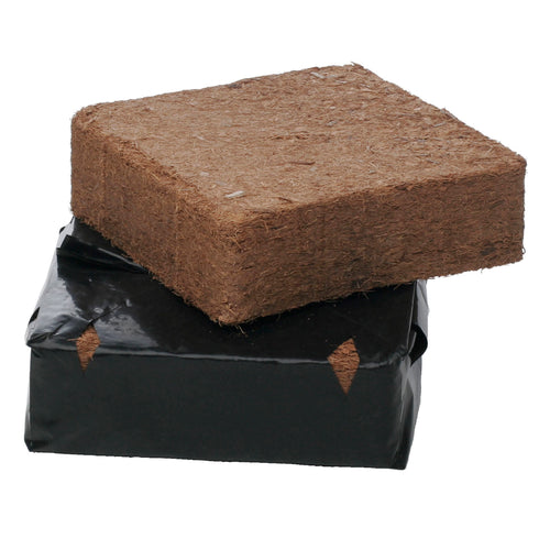 B´cuzz coco prensado