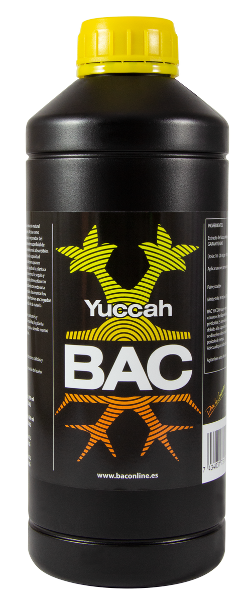 Yuccah bac
