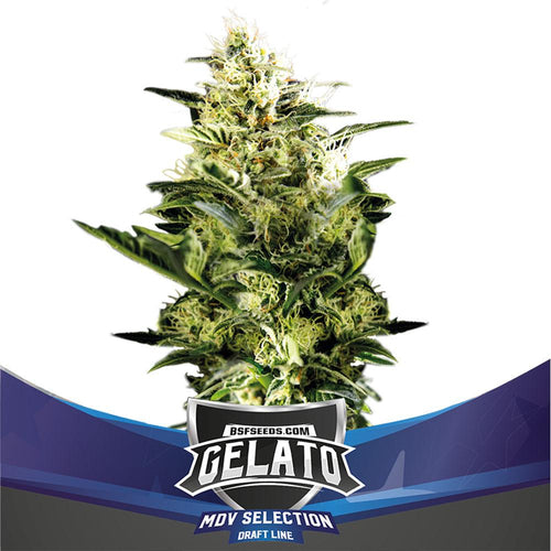 Gelato XXL Auto (2 Semillas)