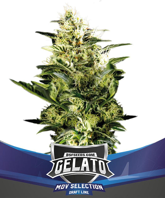 Gelato XXL Auto (2 Semillas)