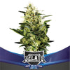 Gelato XXL Auto (4 Semillas)