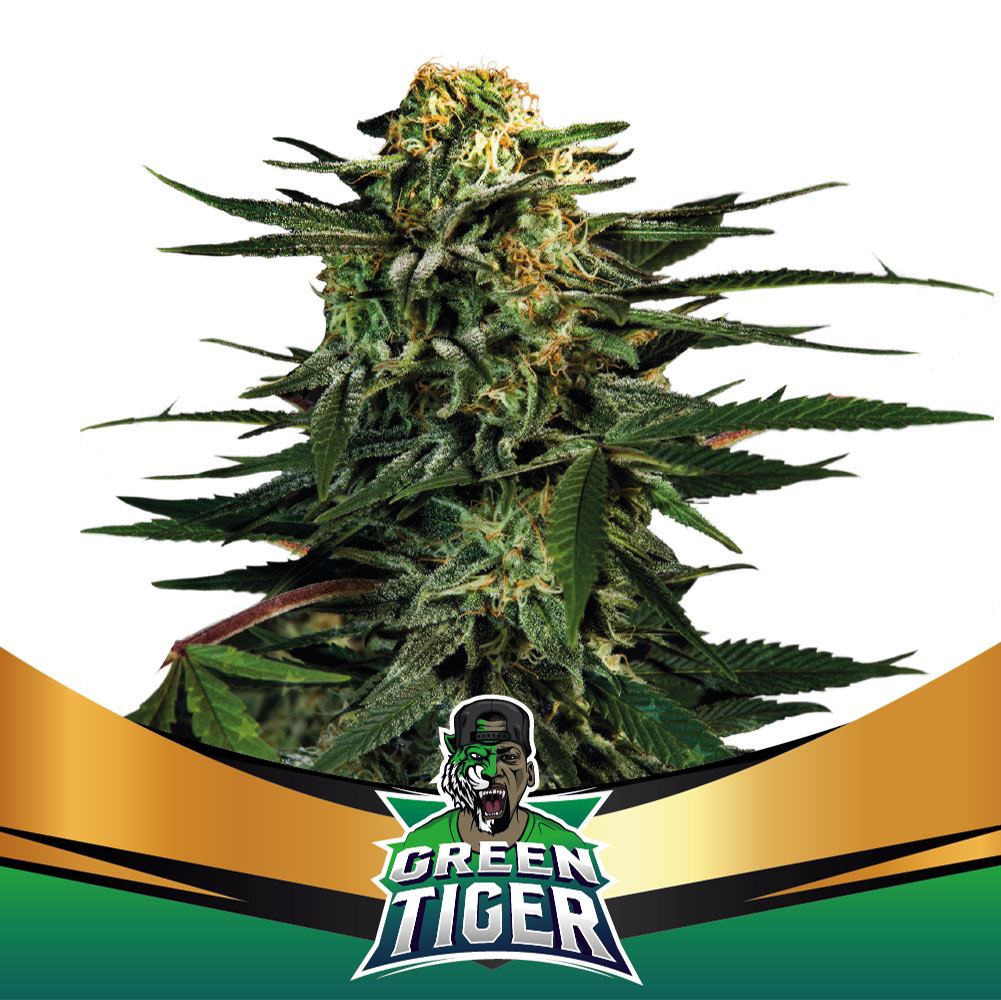 Green Tiger Fast V (2 Semillas feminizadas)