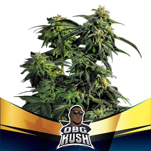OBG Kush Fast V (4 Semillas feminizadas)