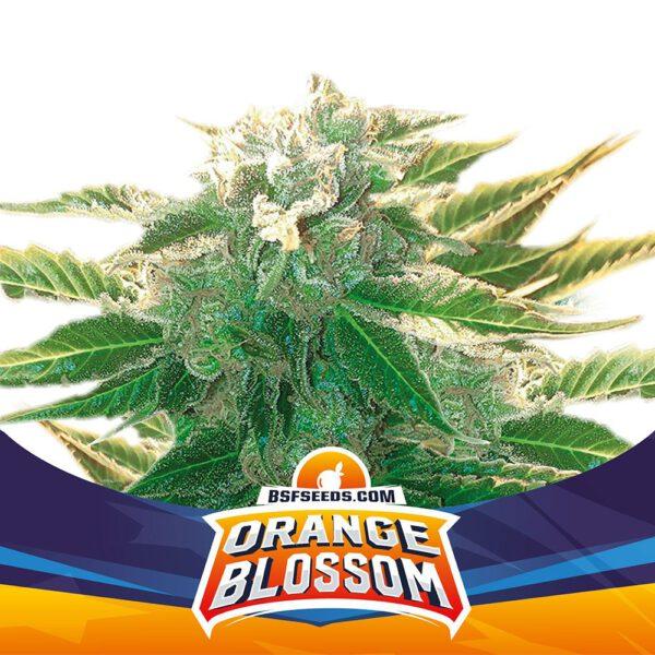 Orange Blossom XXL Auto (4 Semillas)