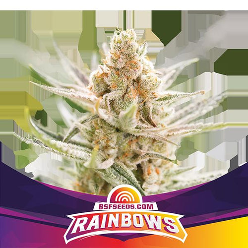 Rainbows (2 semillas feminizadas)