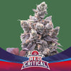 Red Critical Auto (2 semillas)