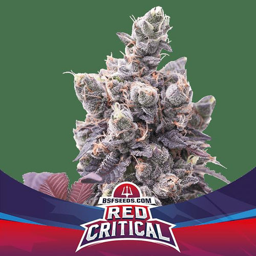 Red Critical Auto (4 Semillas)