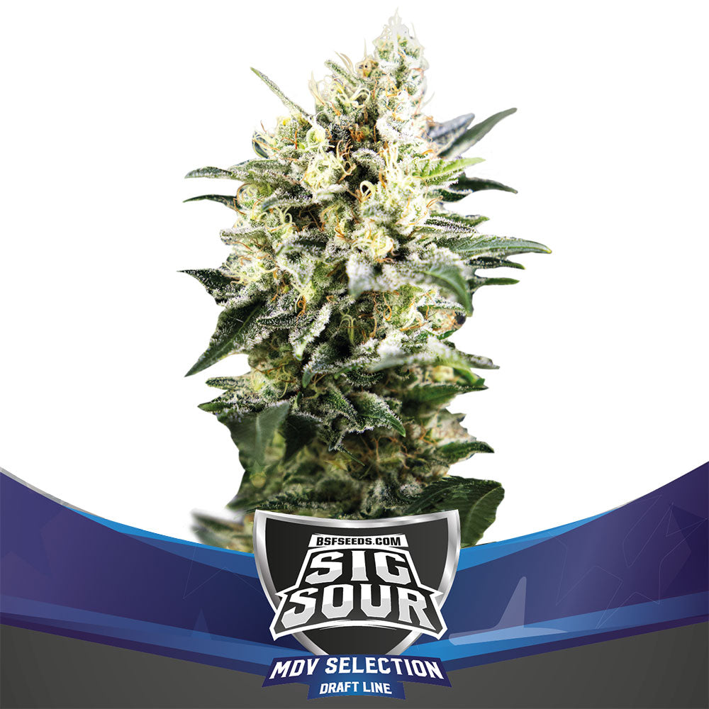 Sig Sour XXL Auto (2 Semillas)