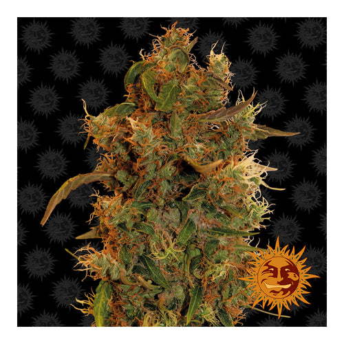 8 Ball Kush (5 semillas feminizadas)