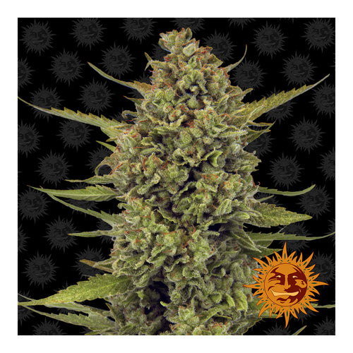 Acapulco Gold (10 semillas feminizadas)