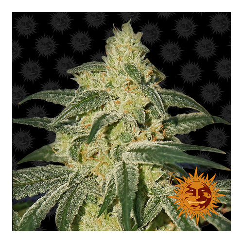 Afghan Hash Plant Regular (10 semillas)