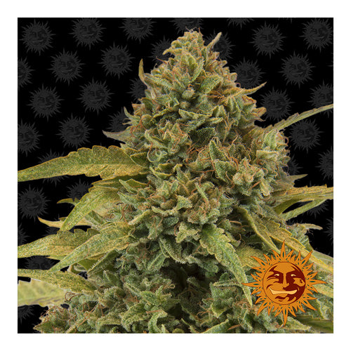 Bad Azz Kush (10 semillas feminizadas)