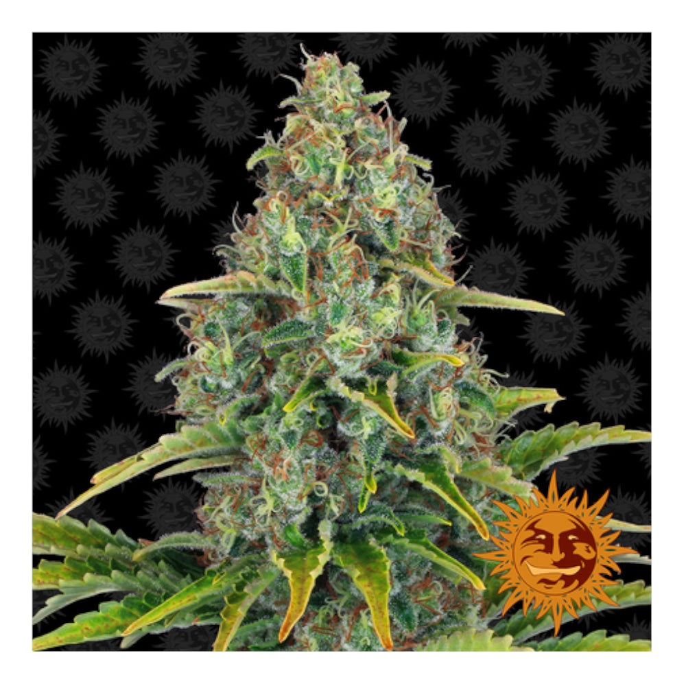 Blue Cheese Auto (3 semillas)