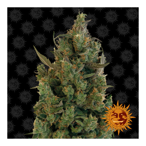 Blue Cheese (5 semillas feminizadas)