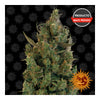 Blue Cheese (3 semillas feminizadas)