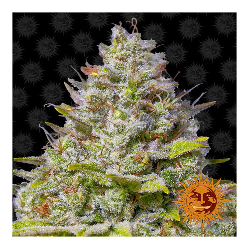 Blue Gelato 41 (3 semillas feminizadas)