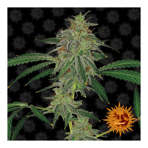 Blue Mammoth Automática (3 semillas)