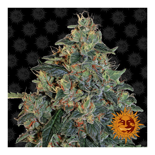 Blueberry OG (10 semillas feminizadas)