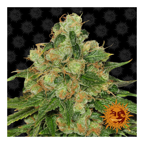 CBD Caramel Regular (10 semillas)