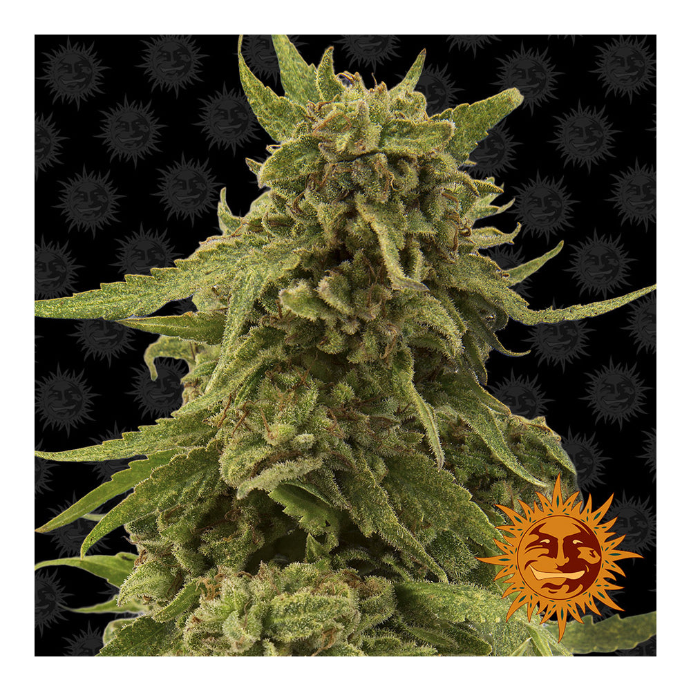 CBD Critical Cure (5 semillas feminizadas)