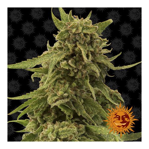 CBD Critical Cure (5 semillas feminizadas)