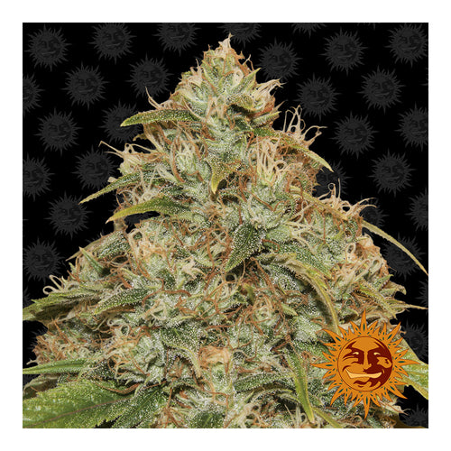 CBD Lemon Potion Automática (3 semillas)