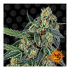 Cookies Kush (5 semillas feminizadas)