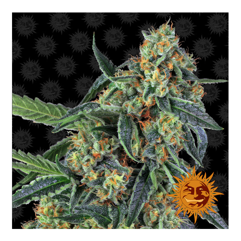 Cookies Kush (5 semillas feminizadas)