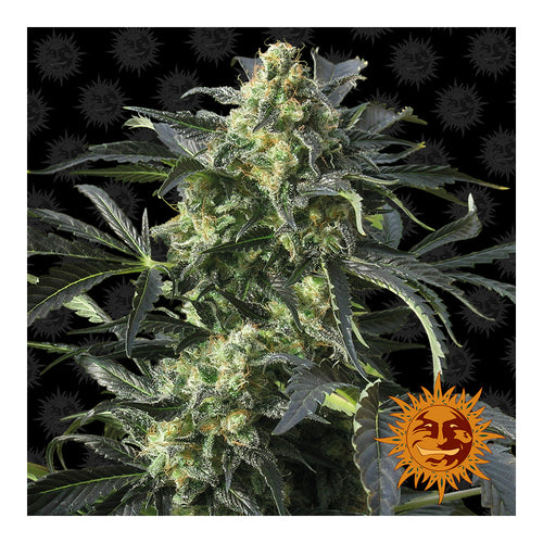 Crimea Blue (10 semillas feminizadas)