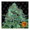 Critical Kush Automática (3 semillas)