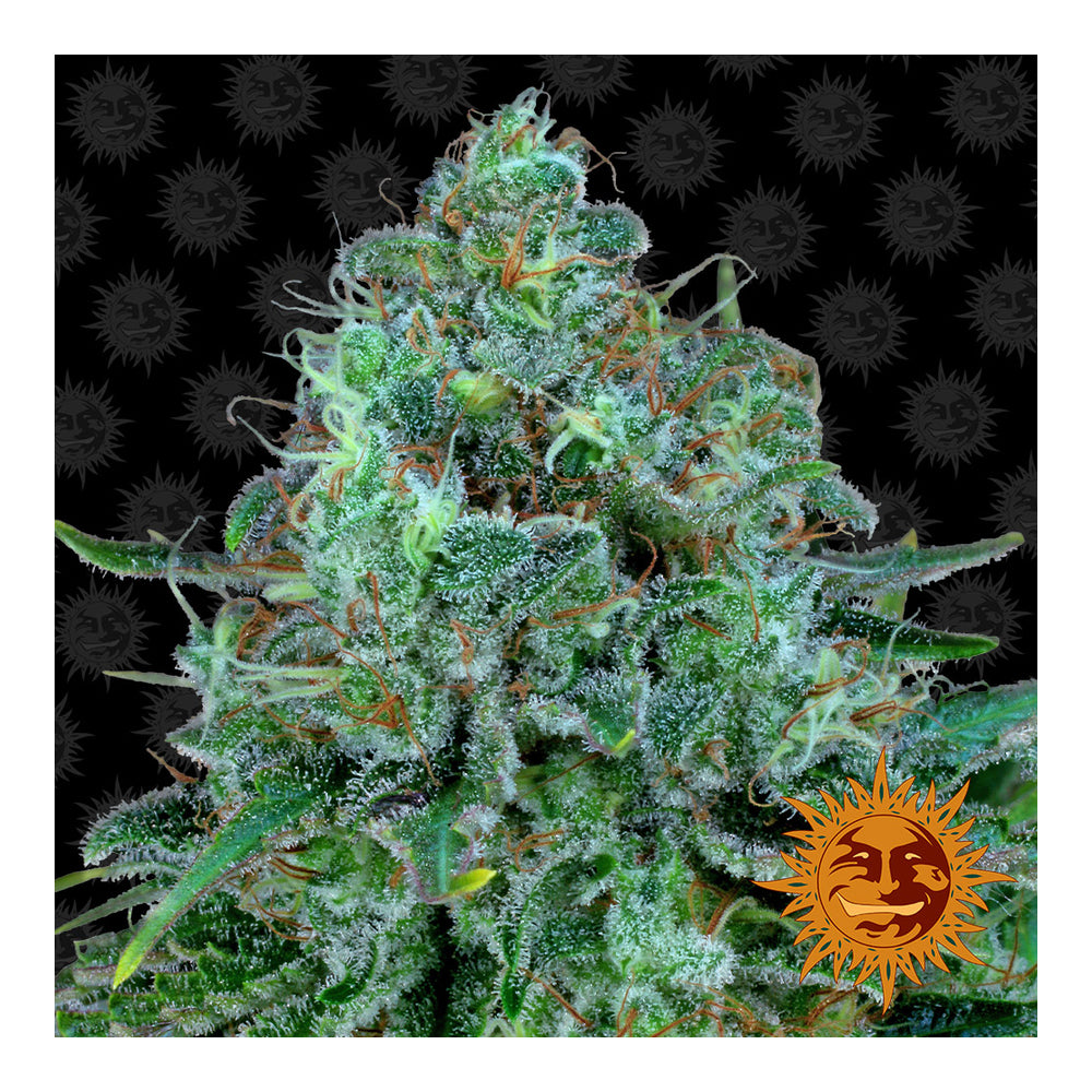 Critical Kush Automática (3 semillas)
