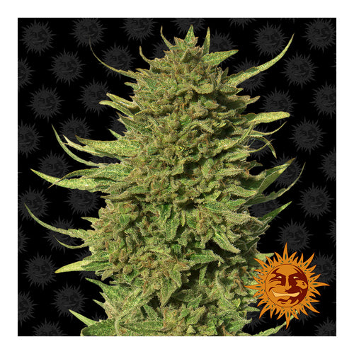 Critical Kush Regular (10 semillas)