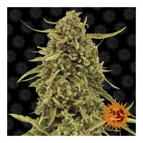 Widow Remedy Regular (10 semillas)