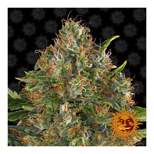 G13 Haze Regular (10 semillas)