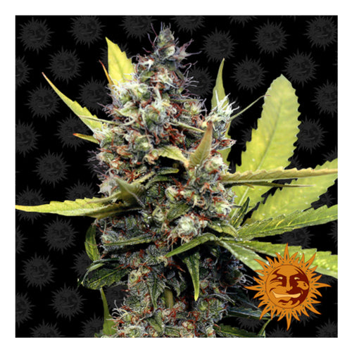 Honey B (10 semillas feminizadas)