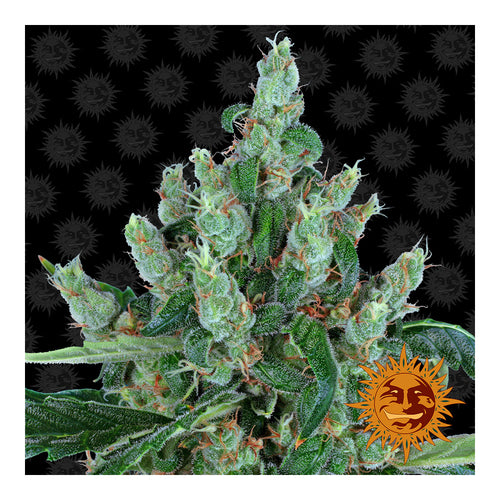 Laughing Budda (5 semillas feminizadas)