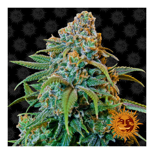 Liberty Haze (10 semillas feminizadas)