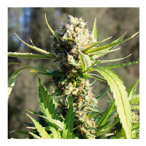 Little Cheese (5 semillas)