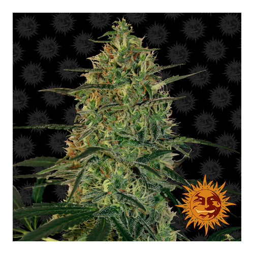 Malana Bomb Automática (3 semillas)