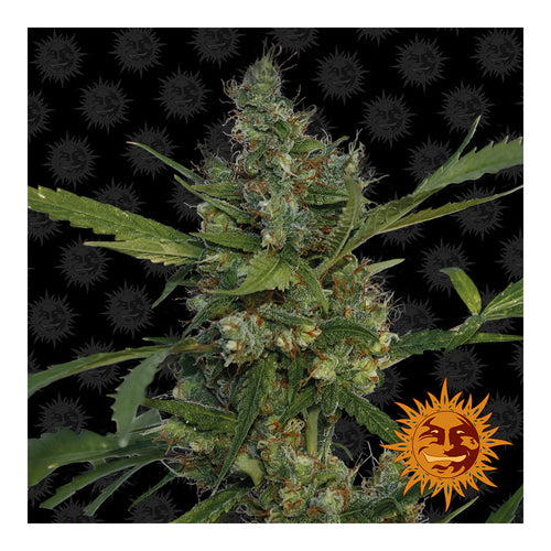 Morning Glory (10 semillas feminizadas)