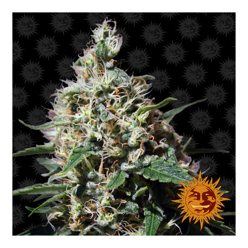 Peppermint Kush (5 semillas feminizadas)