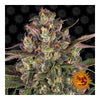 Peyote Critical (10 semillas feminizadas)