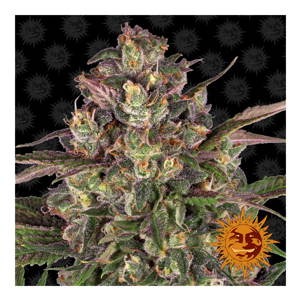 Peyote Critical (10 semillas feminizadas)