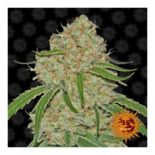 Phantom OG (5 semillas feminizadas)