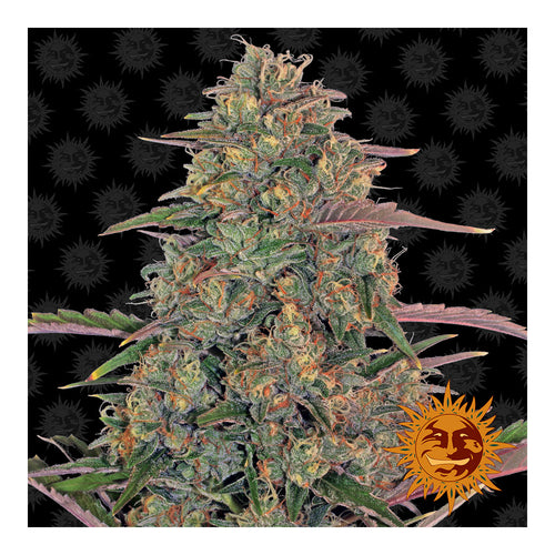 Pineapple Chunk (10 semillas feminizadas)