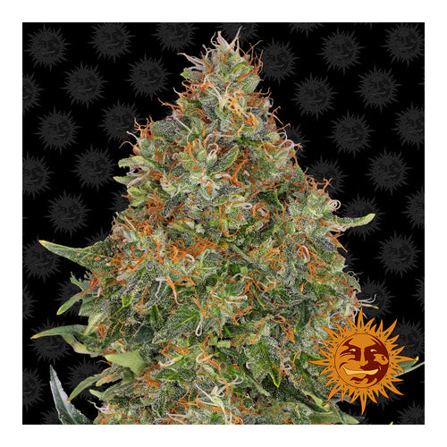 Pineapple Express (3 semillas)