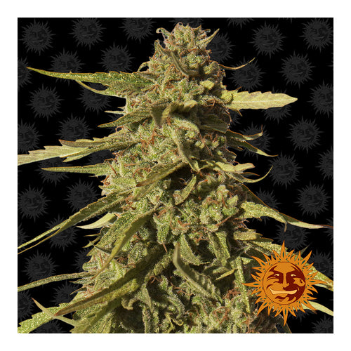 Red Cherry Berry (10 semillas feminizadas)