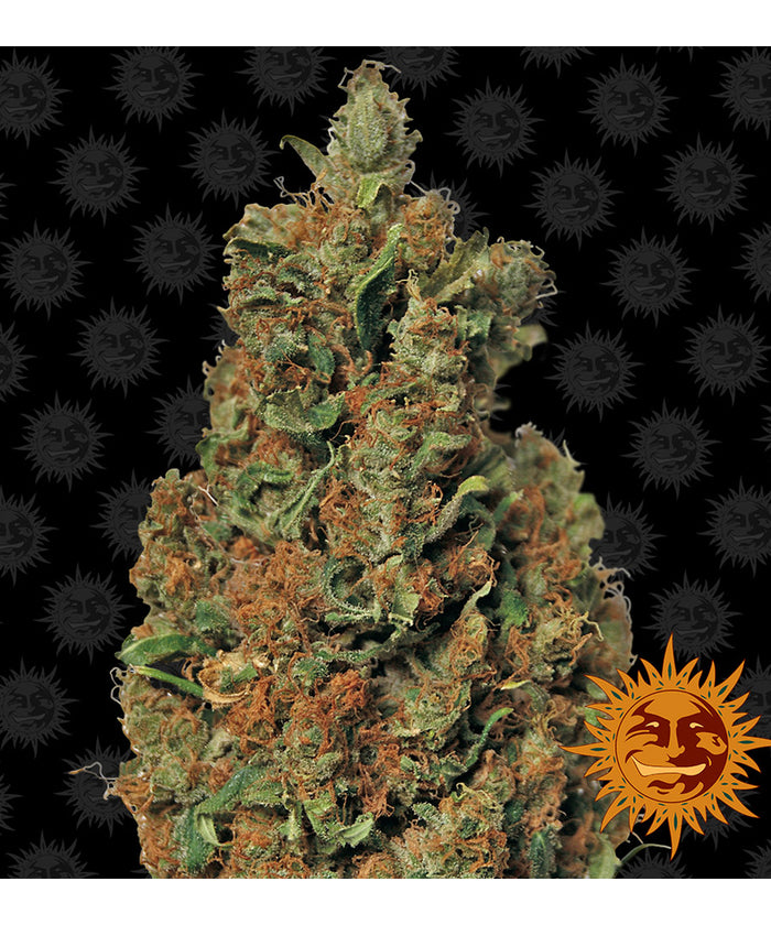 Red Diesel (10 semillas feminizadas)